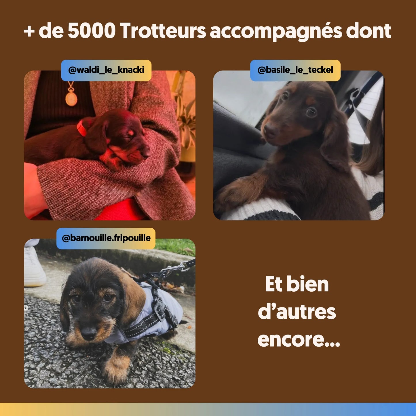 Guide Complet du Teckel⎜Format Numérique